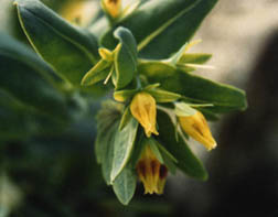 Cerinthe glabra